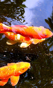 How to download Koi Live Wallpaper es lastet apk for laptop