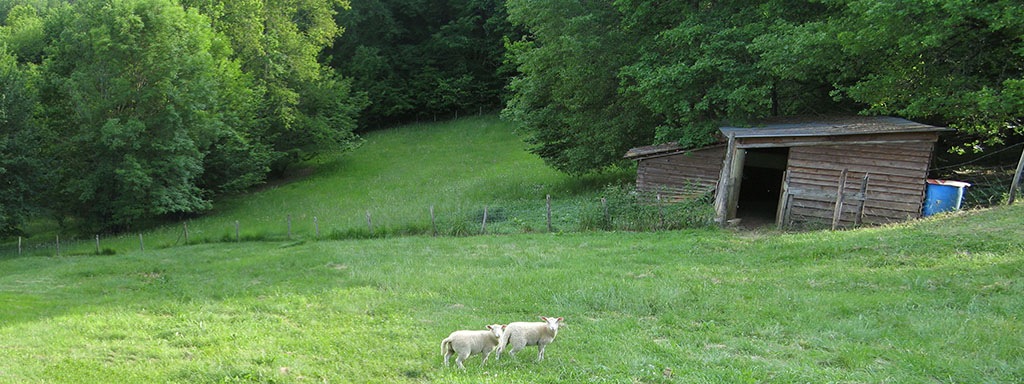 [Sheep[8].jpg]