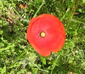 poppy