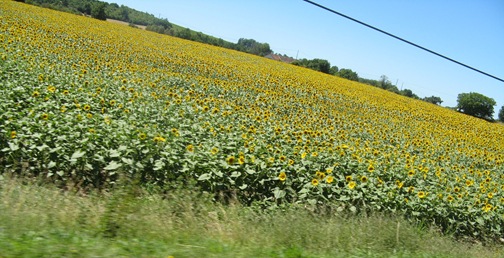 Sunflowers
