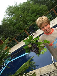 Grapes