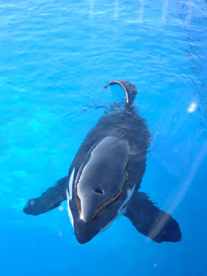범고래(Killer whale) - 샌디에고 씨월드(Seaworld - San diego) [범고래,killer whale,샌디에고,씨월드,수족관,수중생물,테마파크,san diego,seaworld,theme park]