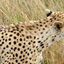 Cheetah