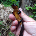 Rough-skinned Newt
