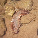 Sea cucumber
