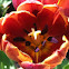 Tulip