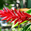 Red Ginger