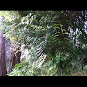 Western redcedar
