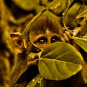 Rhesus Macaque Monkey