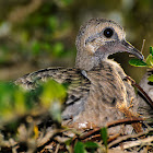 Eurasion Collared Dove (juvenile)