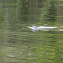 West Indian Manatees