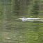 West Indian Manatees