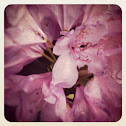 Rhododendron