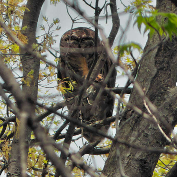 Barred Owl (predatorprey) Project Noah