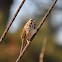 Song Sparrow