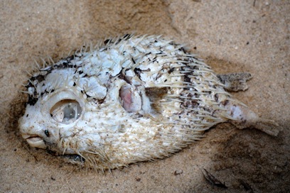 Dead puffer fish!