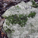 moss