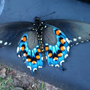 Pipevine Swallowtail