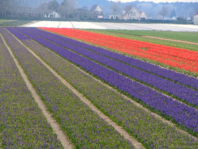 [Tulip Fields 04-08 05[3].jpg]