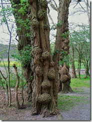Knobby trees