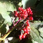 Red elderberry