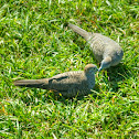 Zebra Doves
