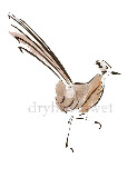 Roadrunner