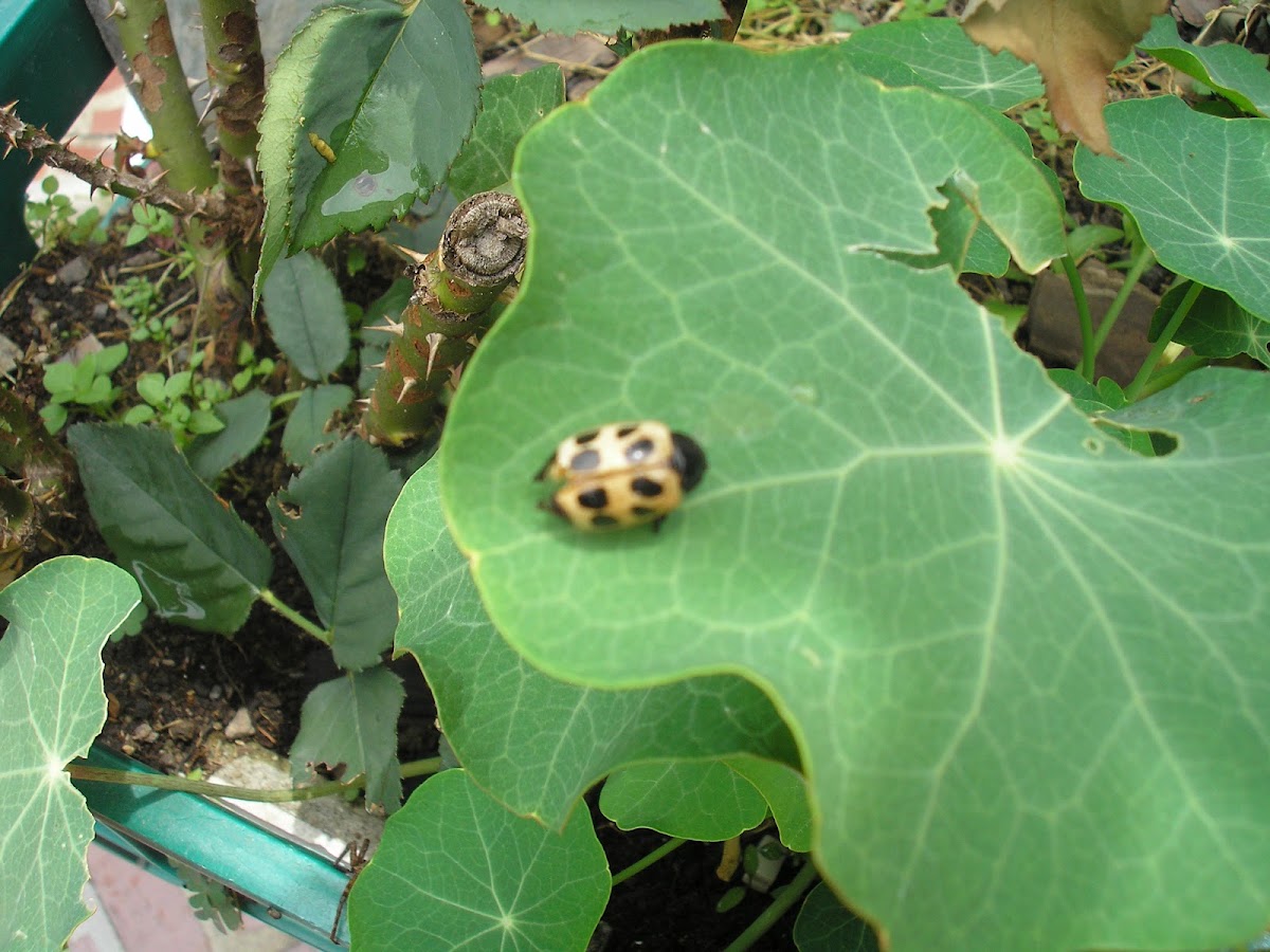 Insecto