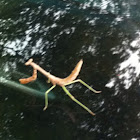 praying mantis
