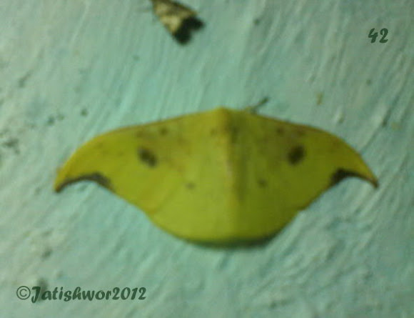 Spotting Image 1