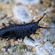 Rockweed isopod