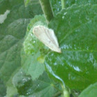 Butterfly wing
