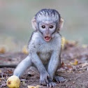 Vervet monkey