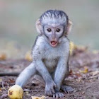 Vervet monkey