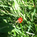 LadyBug