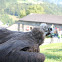 Cinereous Vulture
