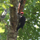 Pileated Woodpecker