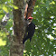 Pileated Woodpecker