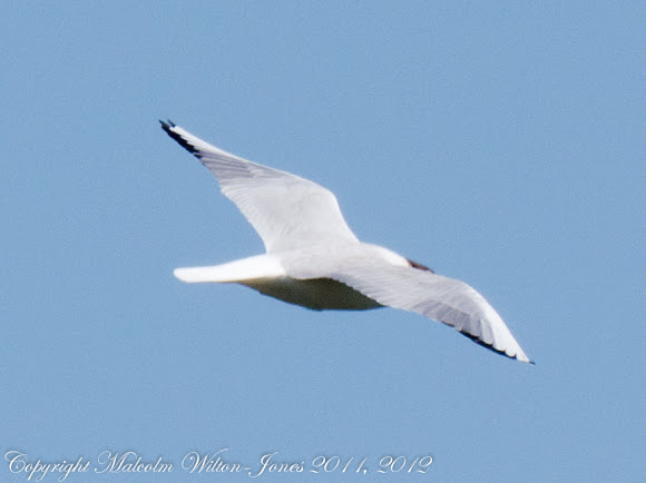 Spotting Image 1