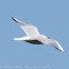 Black-headed Gull; Gaviota Reidora