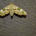 Lime Hawk-moth