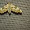 Lime Hawk-moth