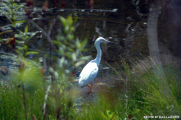 Spotting Image 1