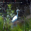 Snowy Egret