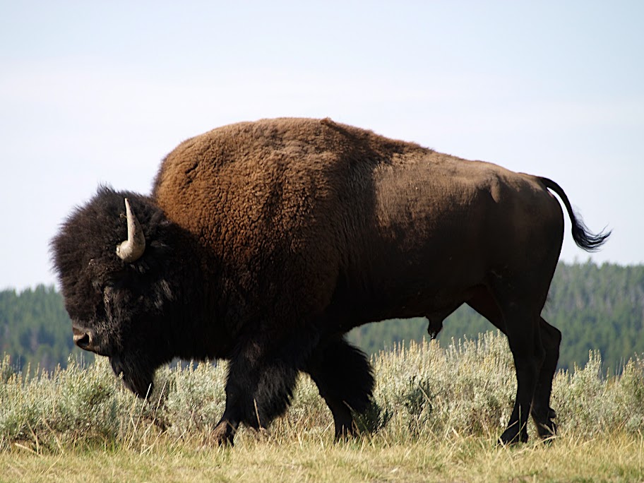 http://lh6.ggpht.com/duane.huguenin/SEJlc1FsFfI/AAAAAAAAClQ/iVvQS8Ecjk4/s912/Yellowstone049.jpg