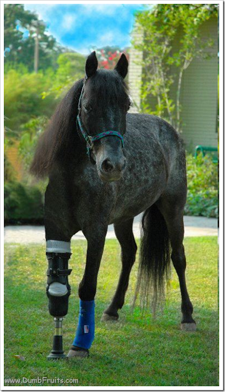 amputated animal horse rescued : rare surgery