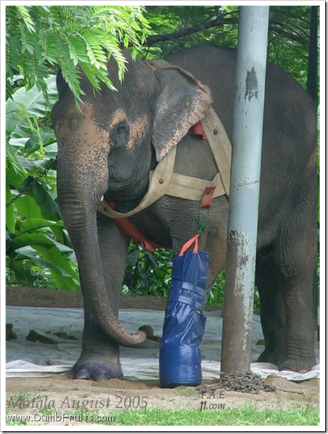 amputated animal elephant rescued : rare surgery