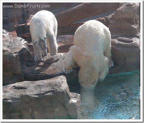 funny polar bears picture : looking for