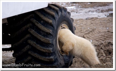 funny polar bears picture : looking for
