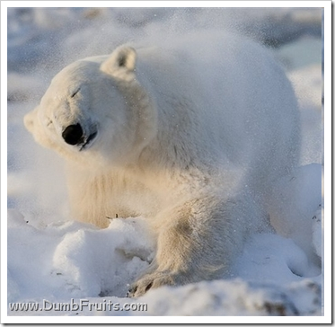 funny polar bears picture : asleep sleepy relax